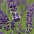 Lavandula angustifolia 'Contrast' -- Lavendel